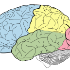 Sleep’s effects on memory and generalization: continuation