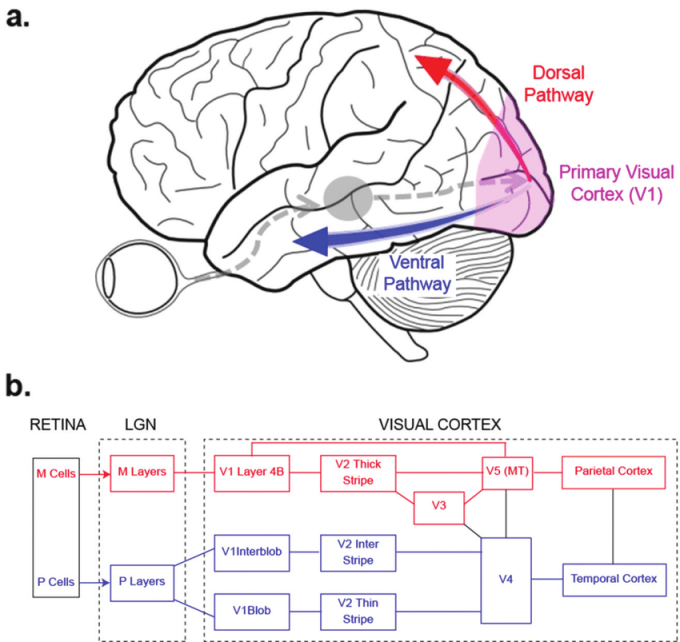 Hierarchical-organization-of-the-visual-system-a-Schematic-illustrating-information